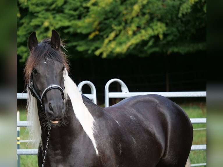 Barock Pinto Croisé Jument 6 Ans 158 cm Pinto in Galenberg