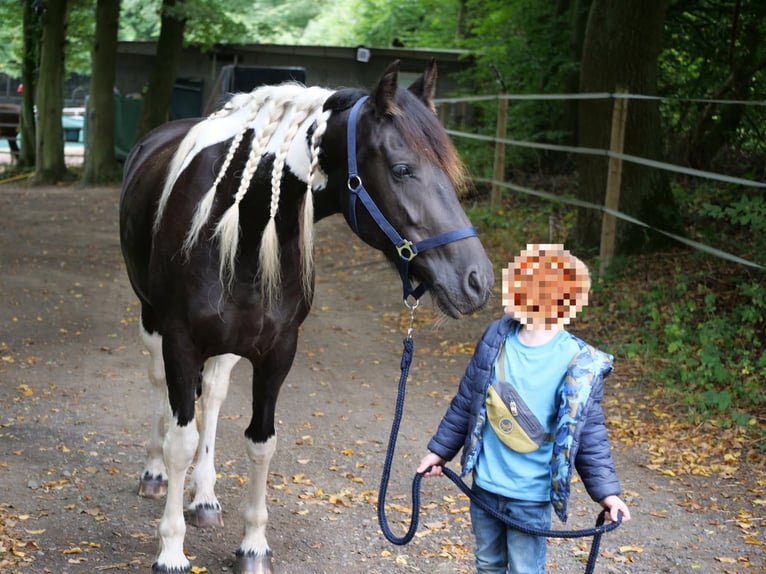 Barock Pinto Croisé Jument 6 Ans 158 cm Pinto in Galenberg