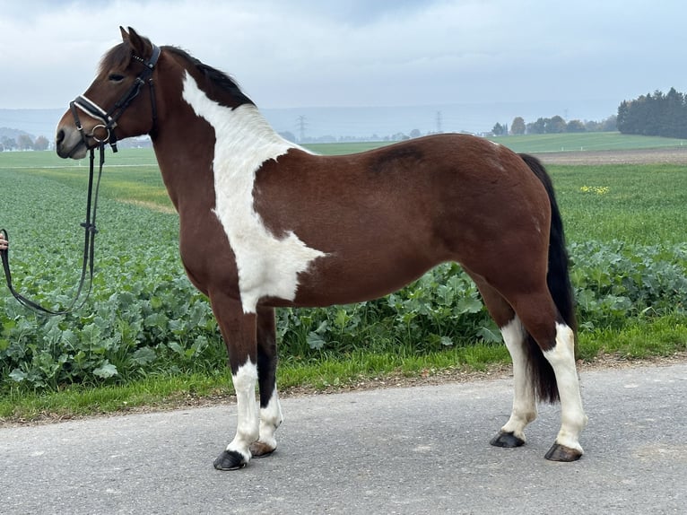 Barock Pinto Jument 7 Ans 154 cm Pinto in Riedlingen