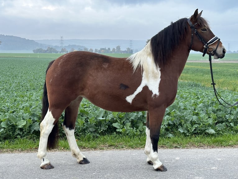 Barock Pinto Jument 7 Ans 154 cm Pinto in Riedlingen