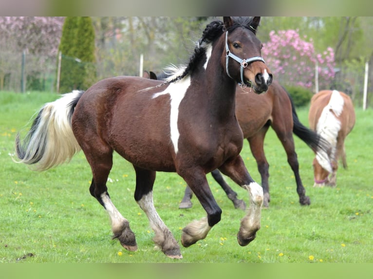 Barock Pinto Jument 7 Ans 155 cm Pinto in Milzau