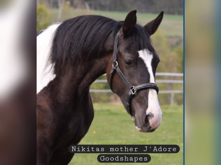 Barock Pinto Jument 7 Ans Tobiano-toutes couleurs in Paide