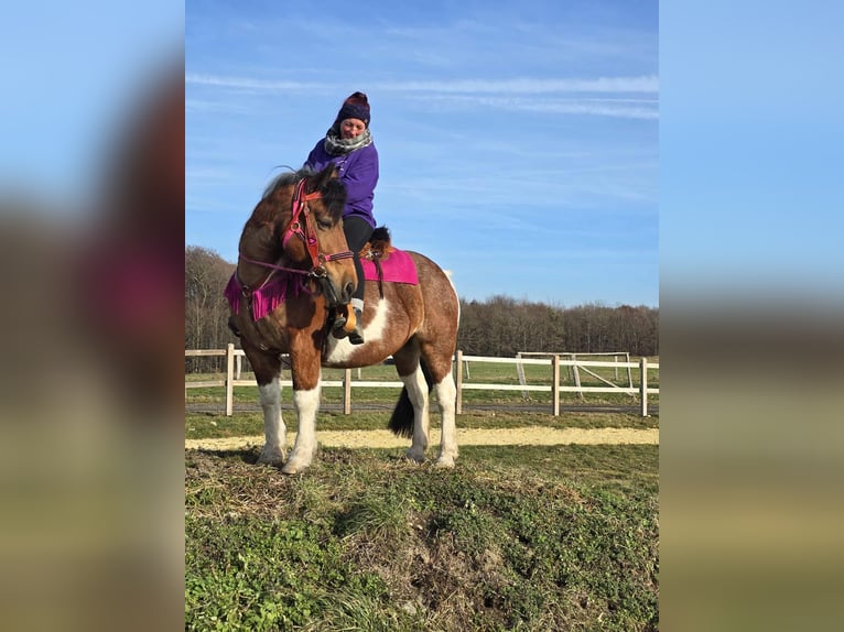 Barock Pinto Jument 8 Ans 143 cm Pinto in Linkenbach