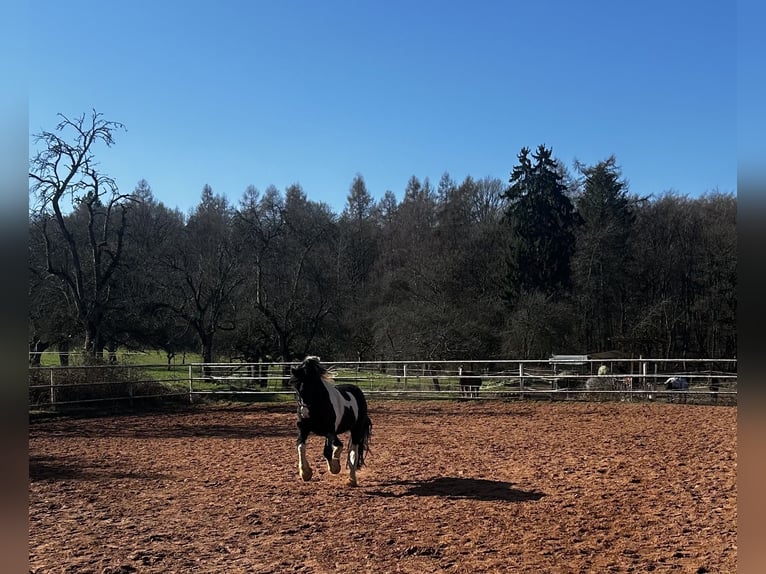 Barock Pinto Croisé Jument 8 Ans 148 cm Pinto in Schmelz