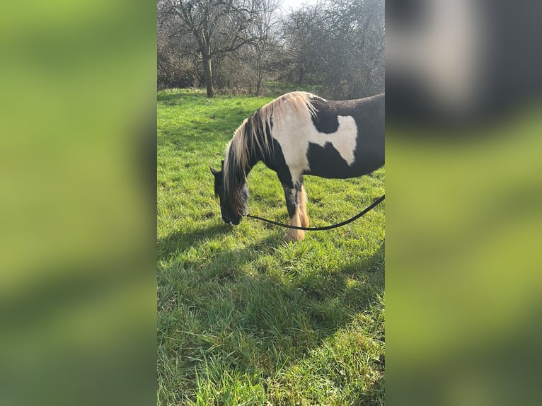 Barock Pinto Croisé Jument 8 Ans 148 cm Pinto in Schmelz