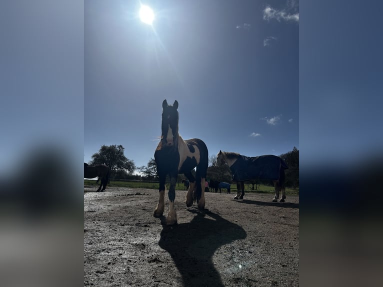 Barock Pinto Croisé Jument 8 Ans 148 cm Pinto in Schmelz