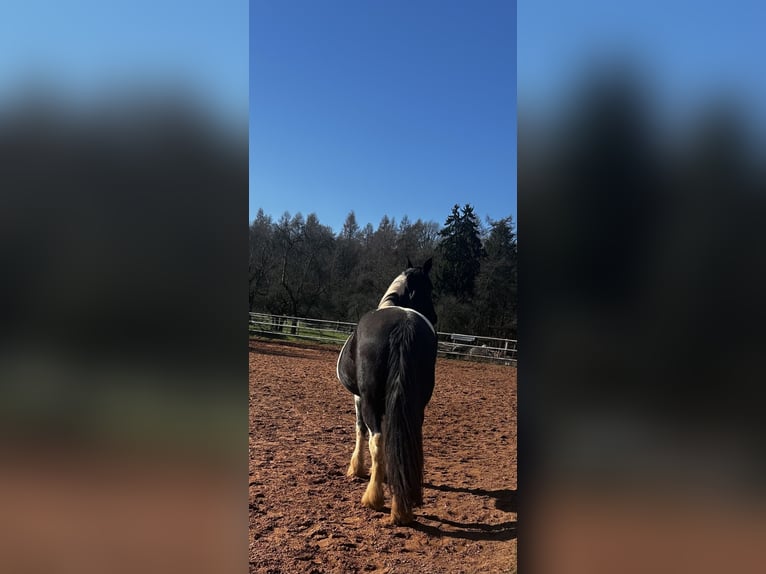 Barock Pinto Croisé Jument 8 Ans 148 cm Pinto in Schmelz