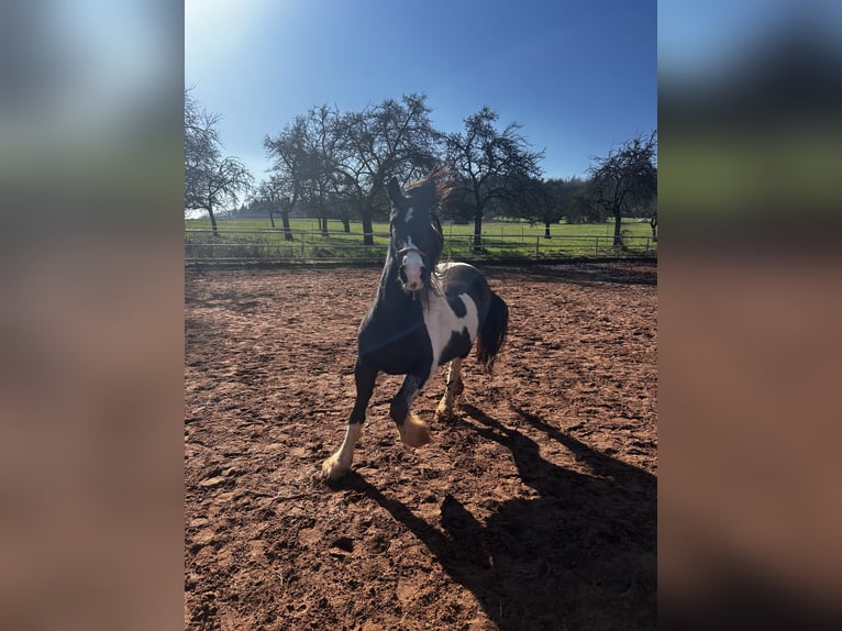 Barock Pinto Croisé Jument 8 Ans 148 cm Pinto in Schmelz