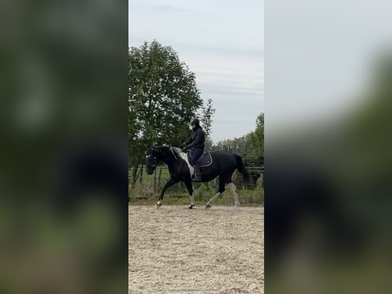 Barock Pinto Jument 9 Ans 163 cm Pinto in Amerongen