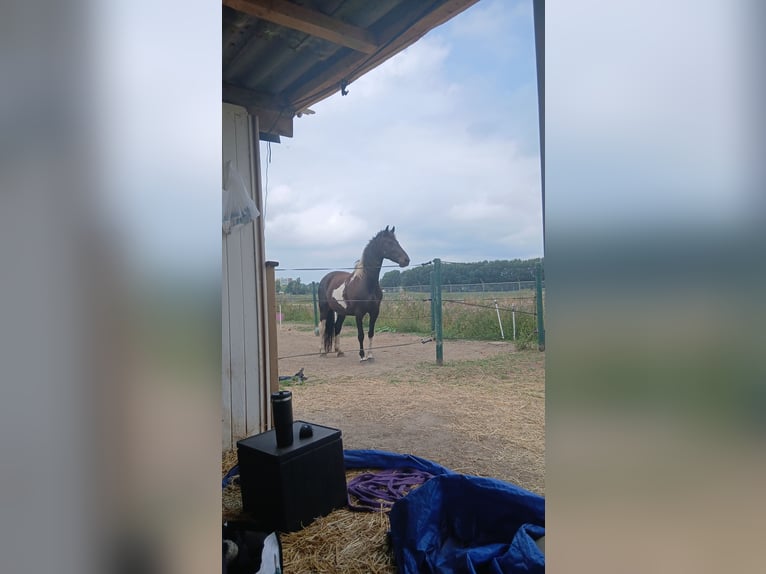 Barock Pinto Jument 9 Ans 163 cm Pinto in Rotterdam