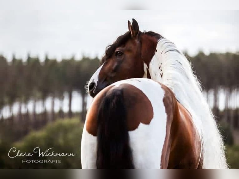 Barock Pinto Jument Poulain (05/2025) 160 cm Pinto in Engen