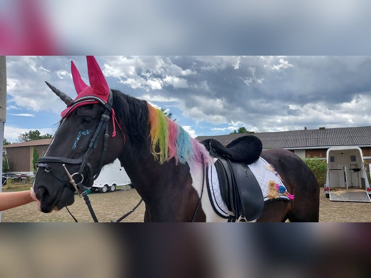Barock Pinto Merrie 10 Jaar 160 cm Gevlekt-paard in Pottenstein