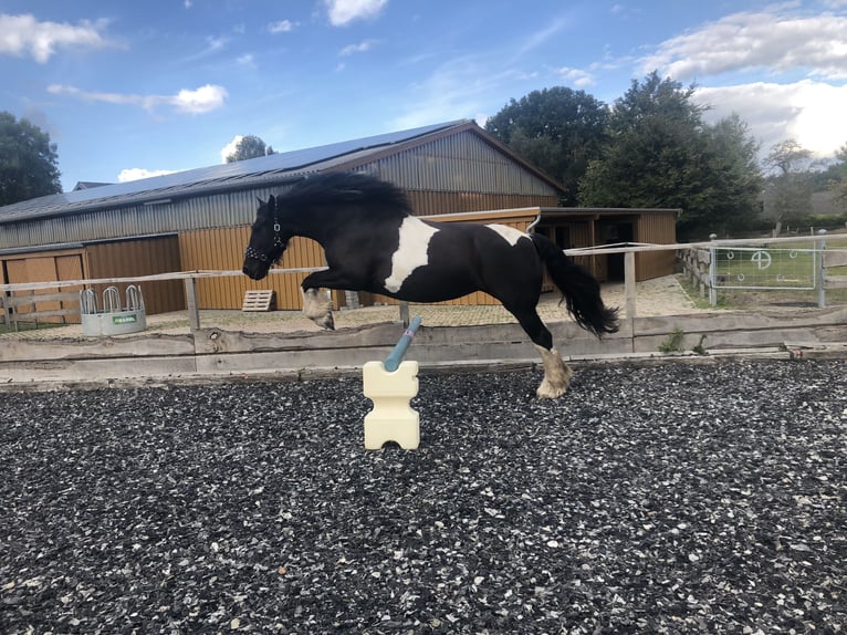 Barock Pinto Merrie 10 Jaar 168 cm Gevlekt-paard in H&#xF6;rstenBreiholz