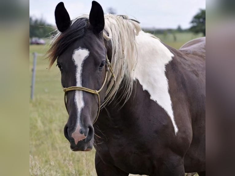 Barock Pinto Merrie 10 Jaar Gevlekt-paard in Paide