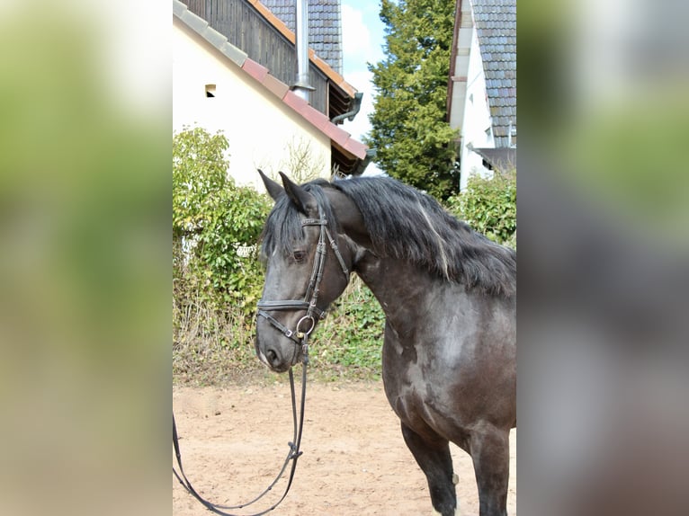 Barock Pinto Merrie 11 Jaar 164 cm Gevlekt-paard in Sonnefeld