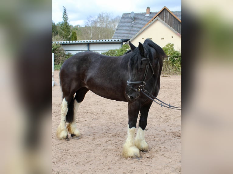 Barock Pinto Merrie 11 Jaar 164 cm Gevlekt-paard in Sonnefeld
