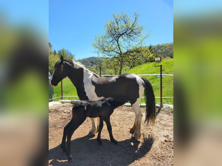 Barock Pinto Merrie 11 Jaar 164 cm Gevlekt-paard in Bassano del grappa VI