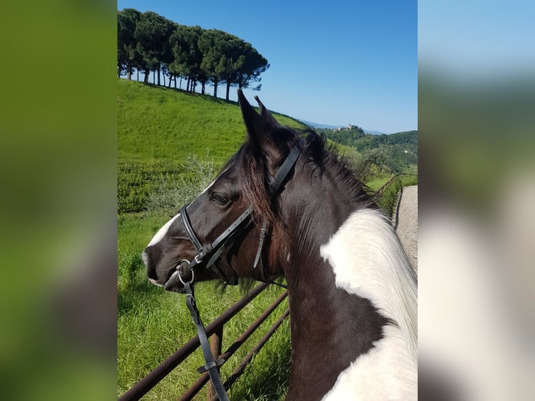 Barock Pinto Merrie 11 Jaar 164 cm Gevlekt-paard in Bassano del grappa VI