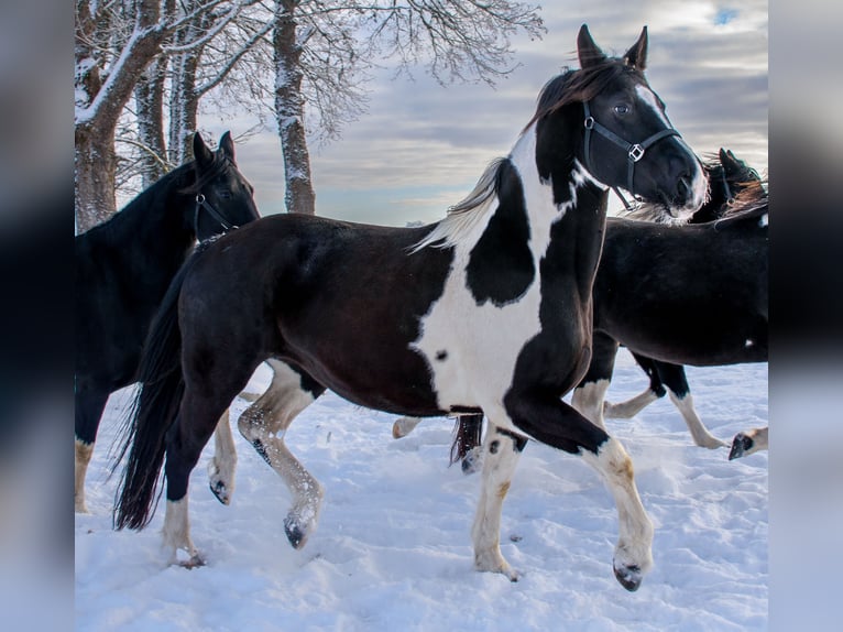 Barock Pinto Merrie 11 Jaar Gevlekt-paard in Paide