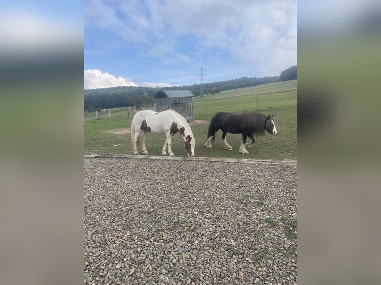 Barock Pinto Merrie 12 Jaar 147 cm Gevlekt-paard in Homberg (Efze) Barock Pinto Merrie 12 Jaar 147 cm Gevlekt-paard in Homberg (Efze)