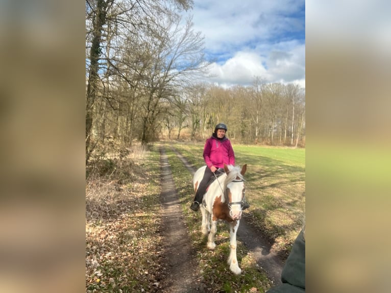 Barock Pinto Merrie 12 Jaar 147 cm Gevlekt-paard in Homberg (Efze) Barock Pinto Merrie 12 Jaar 147 cm Gevlekt-paard in Homberg (Efze)
