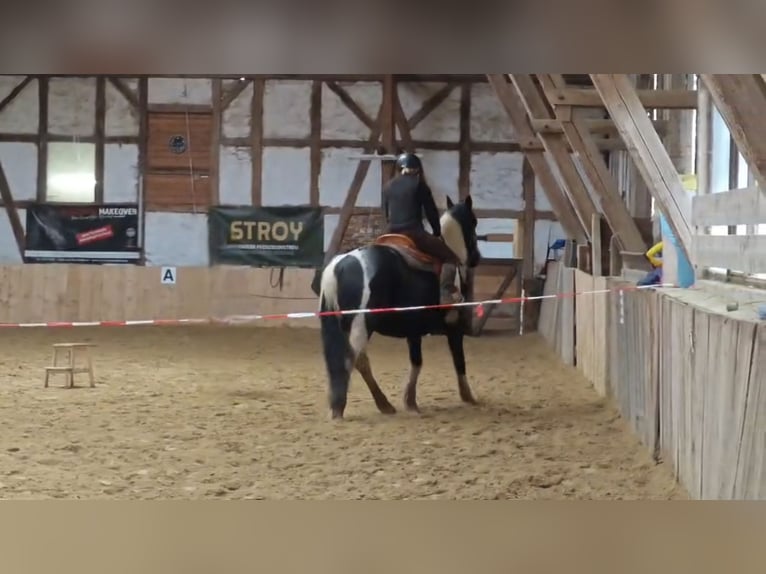 Barock Pinto Merrie 12 Jaar 160 cm Gevlekt-paard in Kirtorf
