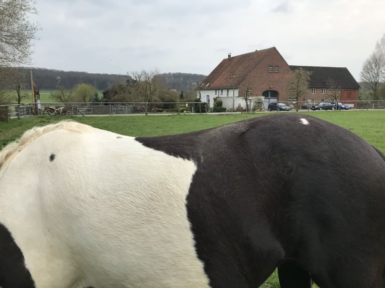 Barock Pinto Merrie 12 Jaar 162 cm Gevlekt-paard in Melle