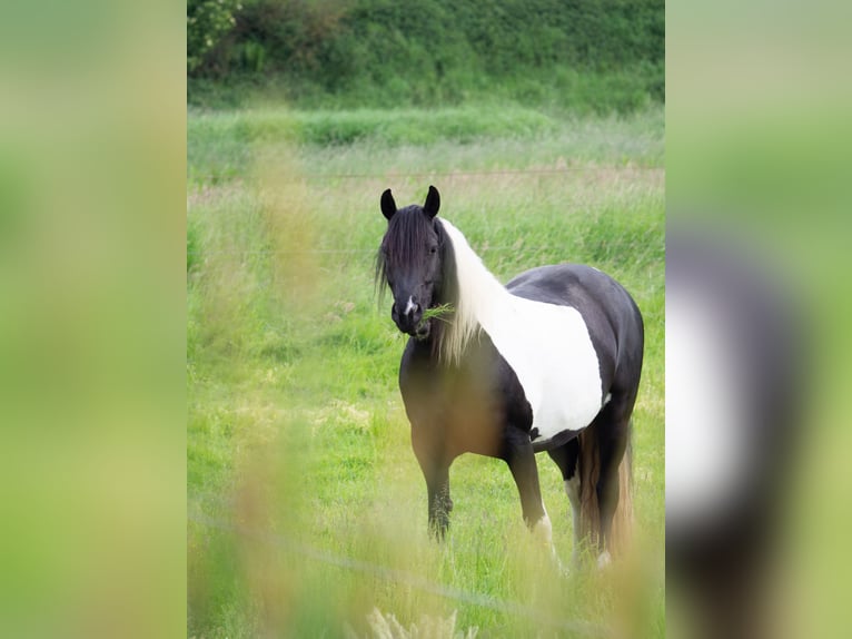 Barock Pinto Merrie 12 Jaar 162 cm Gevlekt-paard in Melle