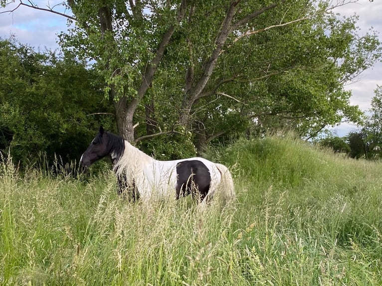 Barock Pinto Merrie 12 Jaar 165 cm Tobiano-alle-kleuren in Brandis