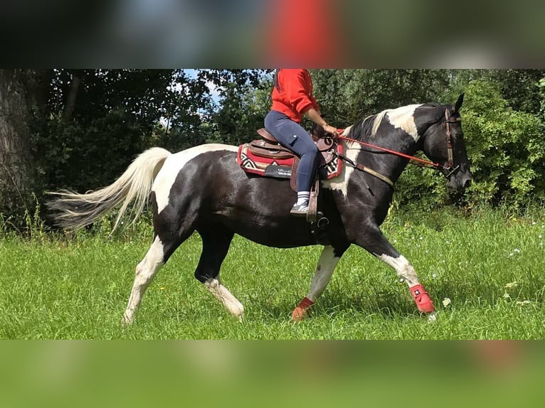 Barock Pinto Merrie 13 Jaar 162 cm Gevlekt-paard in Linkenbach