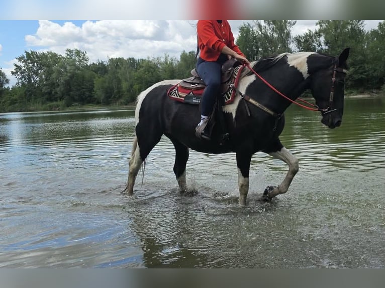 Barock Pinto Merrie 13 Jaar 162 cm Gevlekt-paard in Linkenbach