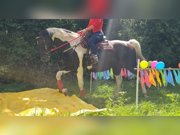 Barock Pinto Merrie 13 Jaar 162 cm Gevlekt-paard in Linkenbach