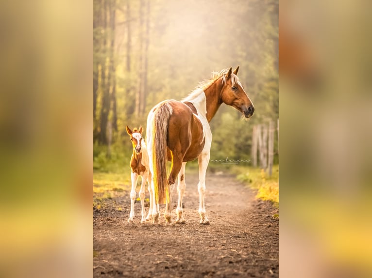 Barock Pinto Mix Merrie 14 Jaar 163 cm Gevlekt-paard in Borne