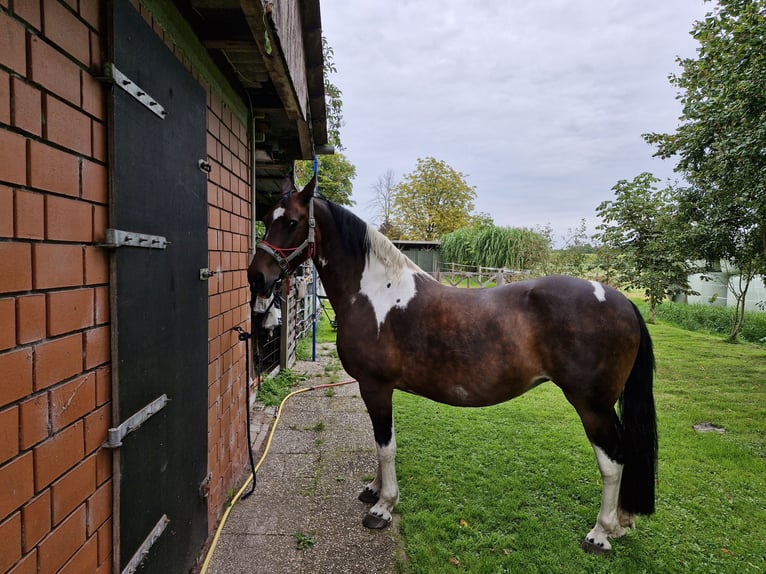 Barock Pinto Merrie 15 Jaar 155 cm Gevlekt-paard in Westoverledingen