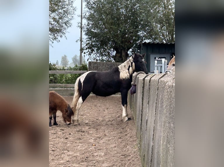 Barock Pinto Mix Merrie 1 Jaar 140 cm Gevlekt-paard in Hendrik-Ido-Ambacht