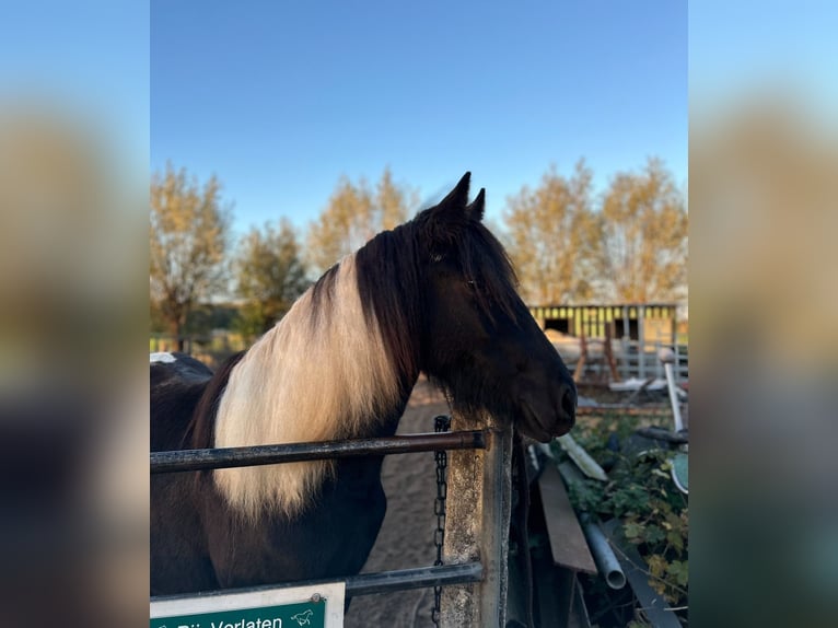 Barock Pinto Mix Merrie 1 Jaar 140 cm Gevlekt-paard in Hendrik-Ido-Ambacht