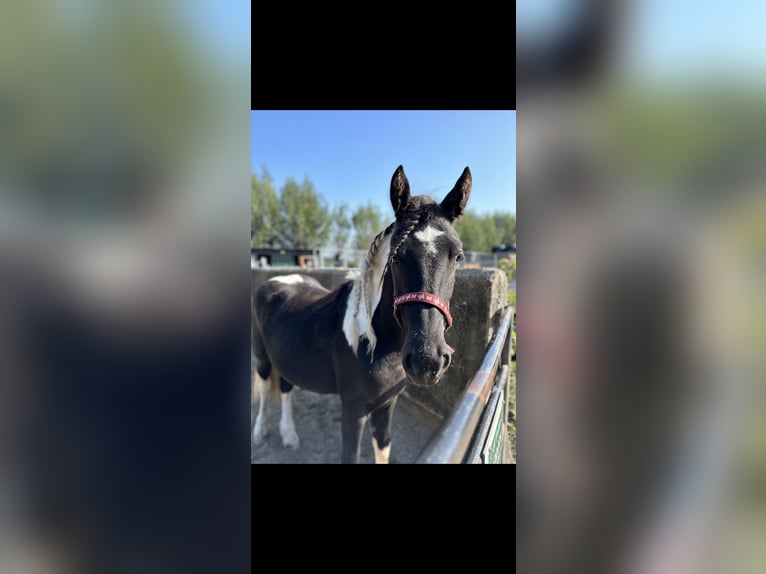 Barock Pinto Mix Merrie 1 Jaar 140 cm Gevlekt-paard in Hendrik-Ido-Ambacht