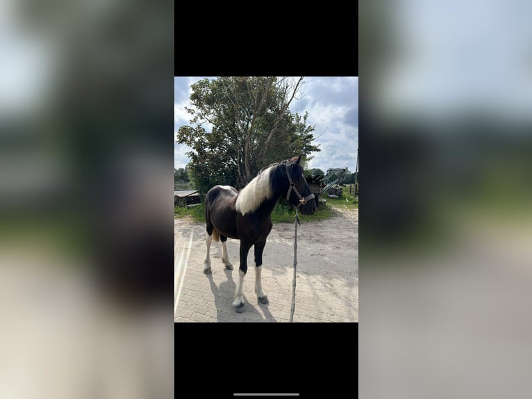 Barock Pinto Mix Merrie 1 Jaar 140 cm Gevlekt-paard in Hendrik-Ido-Ambacht