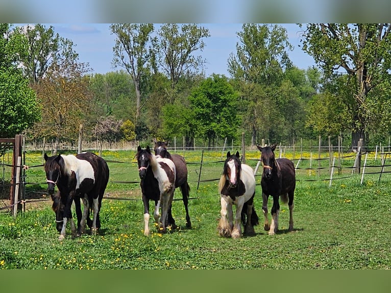 Barock Pinto Merrie 1 Jaar 145 cm Gevlekt-paard in Schallstadt