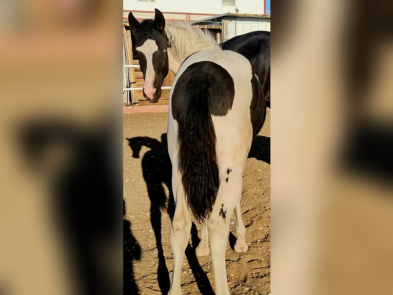 Barock Pinto Merrie 1 Jaar 155 cm Gevlekt-paard in Soto, El (Illana)Hontoba