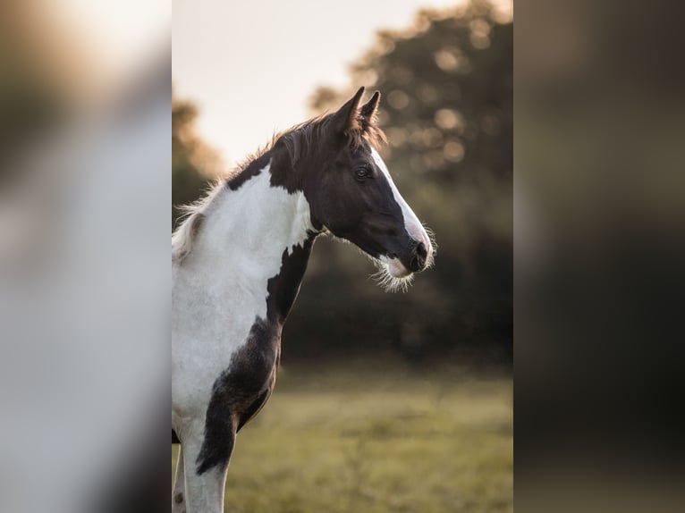 Barock Pinto Merrie 1 Jaar 156 cm Gevlekt-paard in Uelsen
