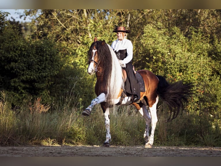 Barock Pinto Merrie 1 Jaar 160 cm Gevlekt-paard in Engen