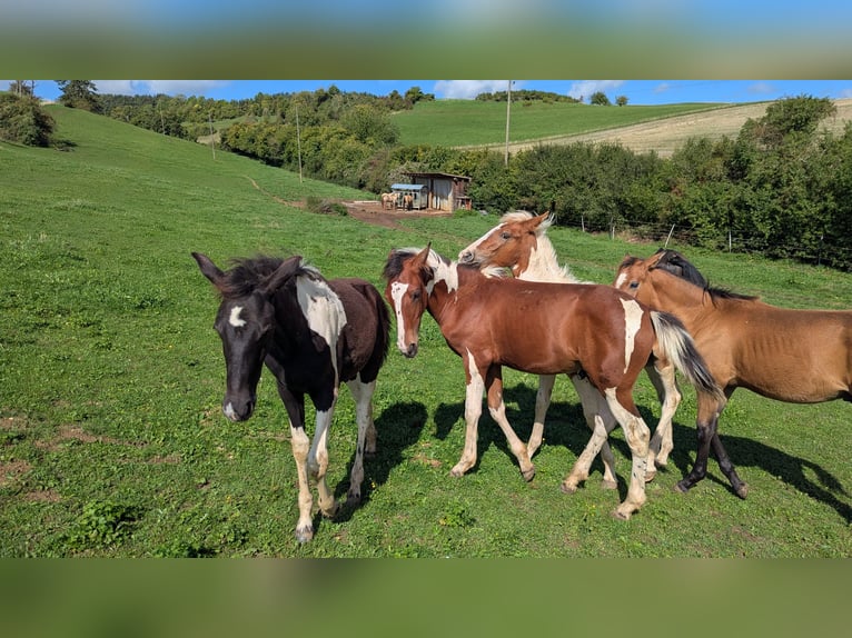 Barock Pinto Merrie 1 Jaar 160 cm Gevlekt-paard in Engen
