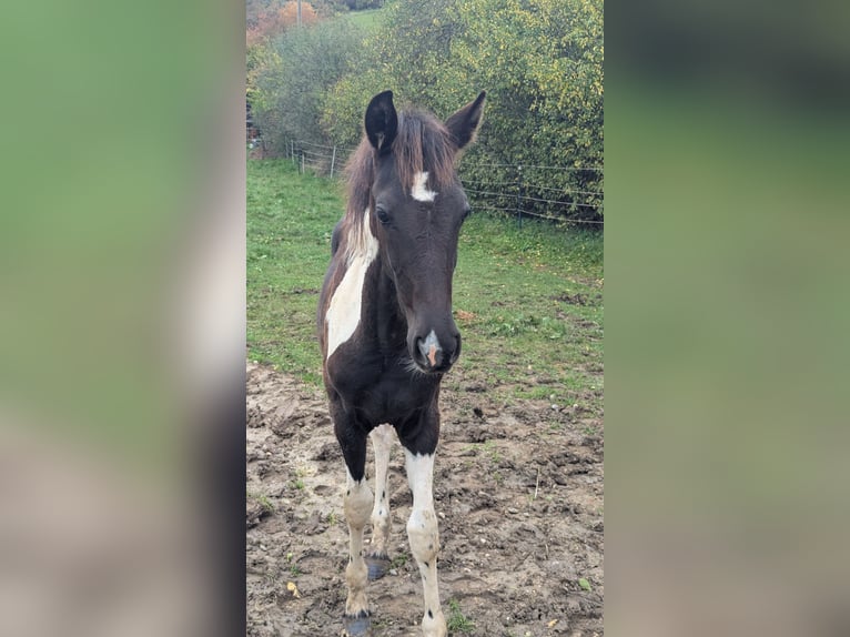 Barock Pinto Merrie 1 Jaar 160 cm Gevlekt-paard in Engen