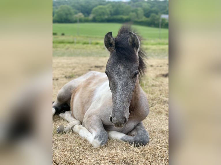 Barock Pinto Merrie 1 Jaar 160 cm Gevlekt-paard in Aachen
