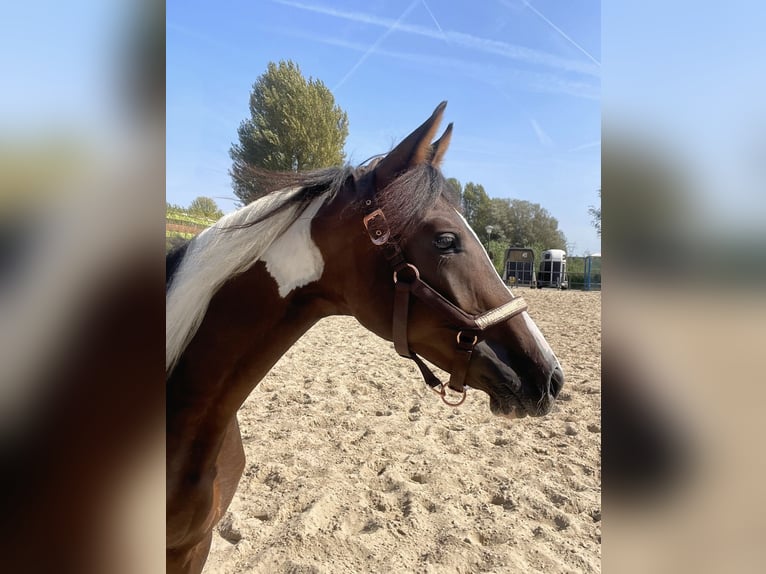 Barock Pinto Mix Merrie 1 Jaar 165 cm Gevlekt-paard in Rotterdam