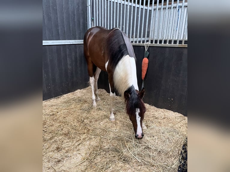 Barock Pinto Mix Merrie 1 Jaar 165 cm Gevlekt-paard in Rotterdam