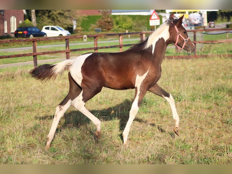 Barock Pinto Mix Merrie 1 Jaar 165 cm Gevlekt-paard in Rotterdam