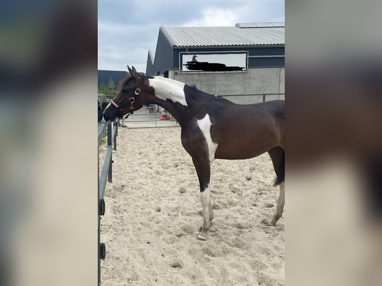 Barock Pinto Mix Merrie 1 Jaar 165 cm Gevlekt-paard in Rotterdam