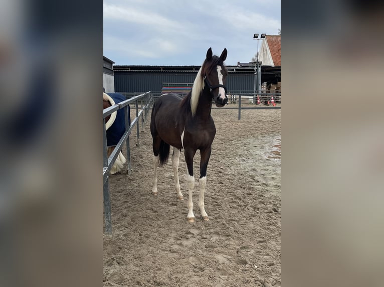 Barock Pinto Mix Merrie 1 Jaar 165 cm Gevlekt-paard in Rotterdam